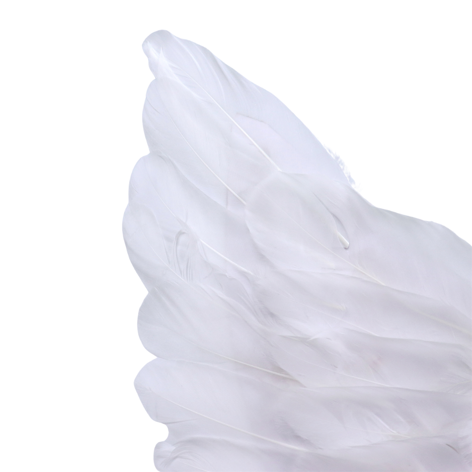 Grote Witte Veren Engel Vleugels Volwassenen